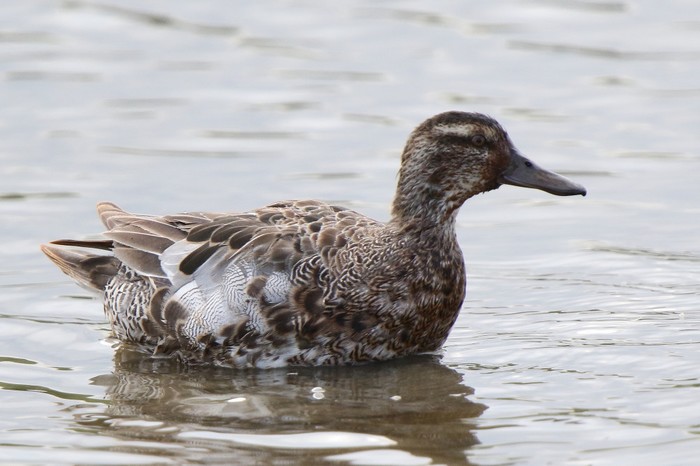 Garganey