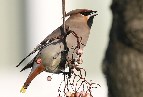 Waxwing