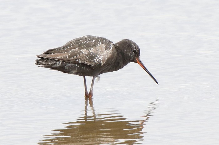 Spotted Redshank