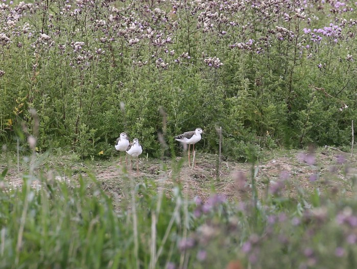 Black-winged Stilt