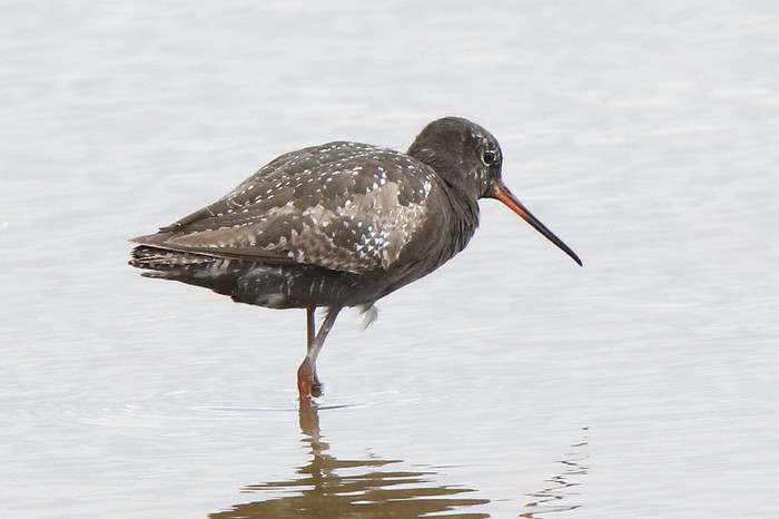 Spotted Redshank