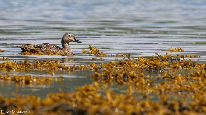 King Eider