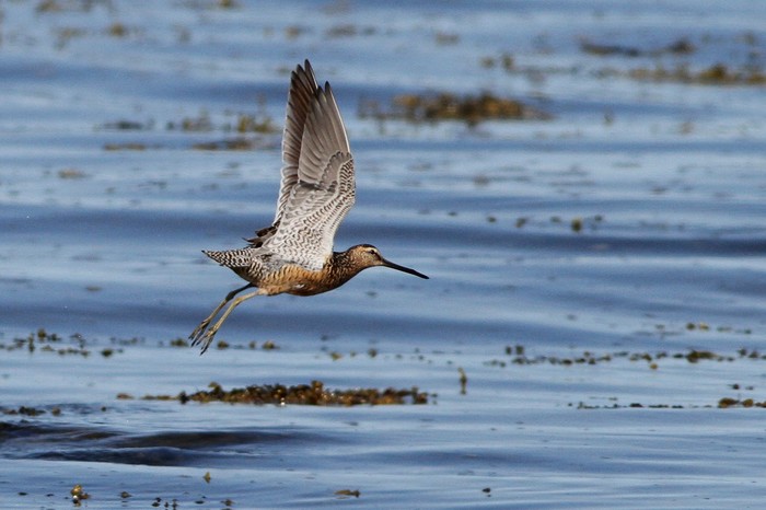 Long-billed Dowitcher