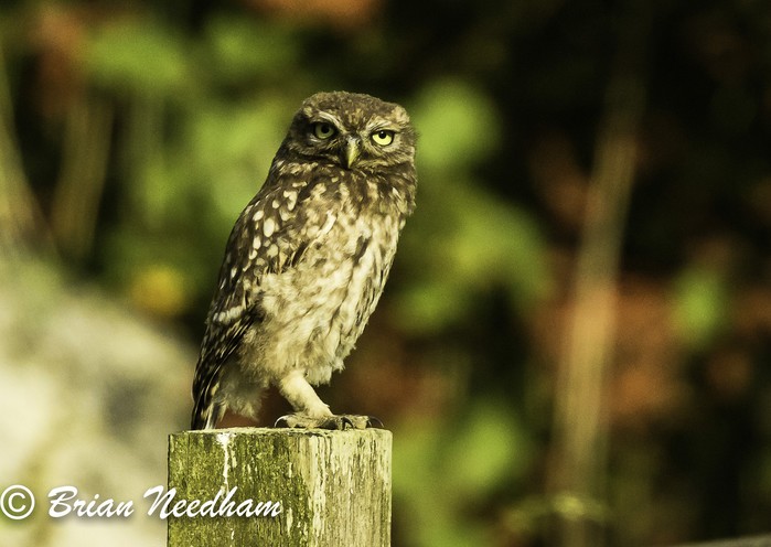 Little Owl