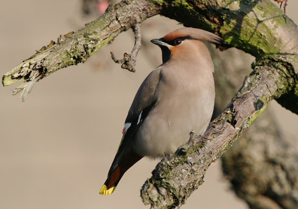 Waxwing