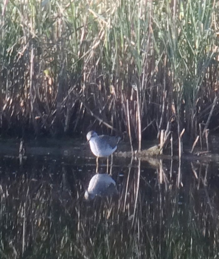 Marsh Sandpiper