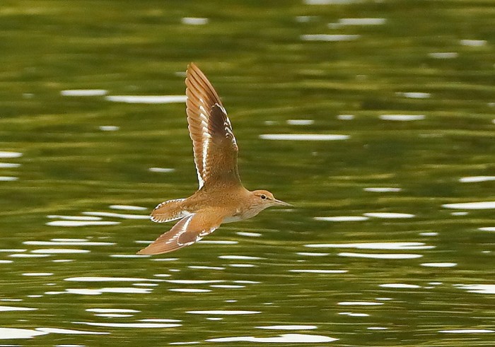 Common Sandpiper
