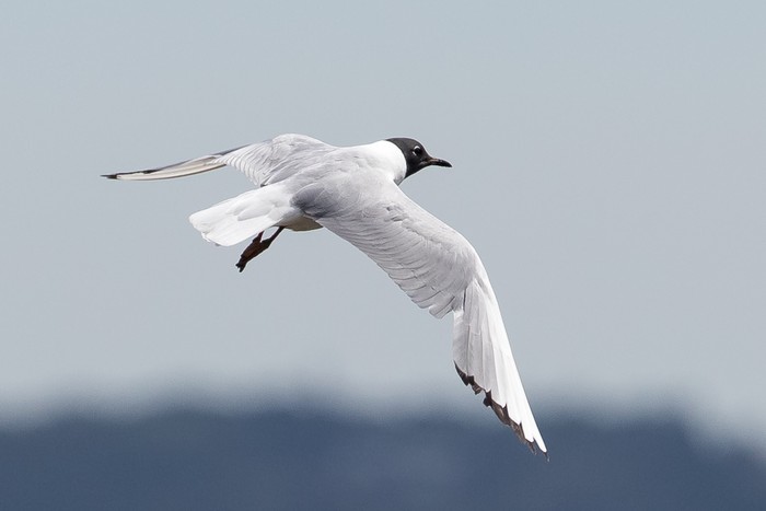 Bonaparte's Gull