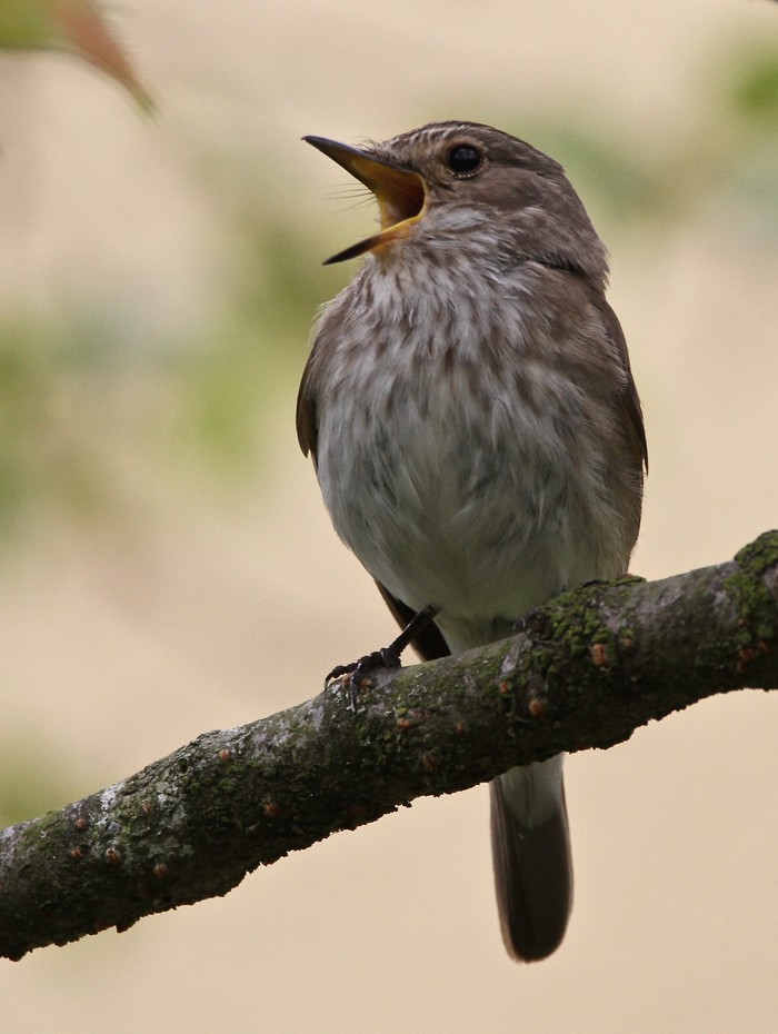 Spotted Flycatcher