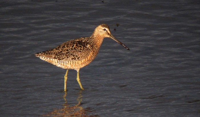 Long-billed Dowitcher