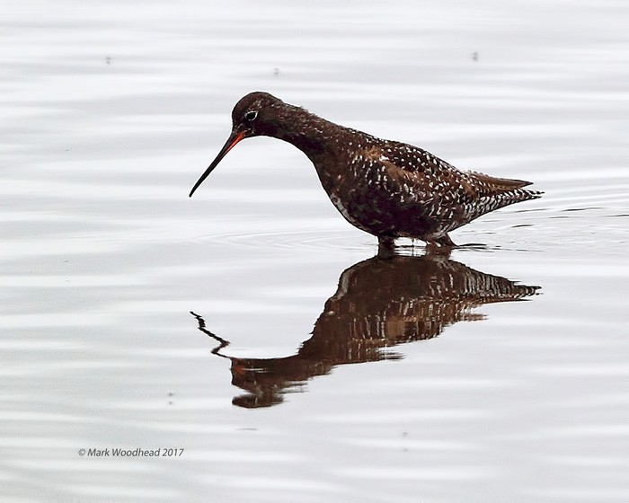 Spotted Redshank