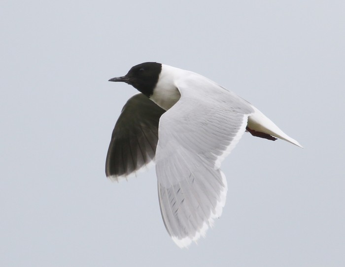 Little Gull