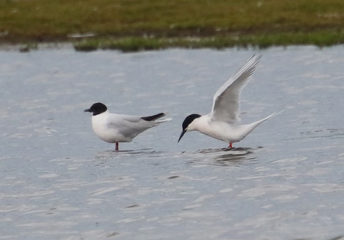 Roseate Tern