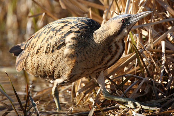 Bittern