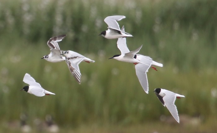 Roseate Tern