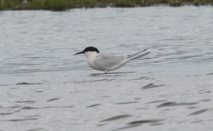 Roseate Tern