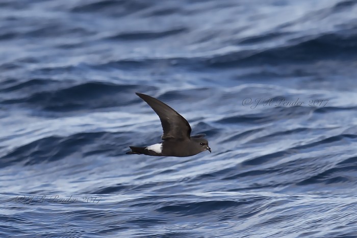 Wilson's Petrel