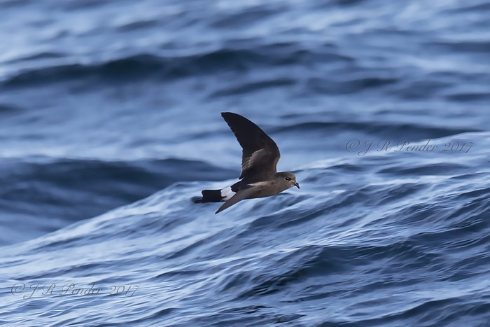 Wilson's Petrel
