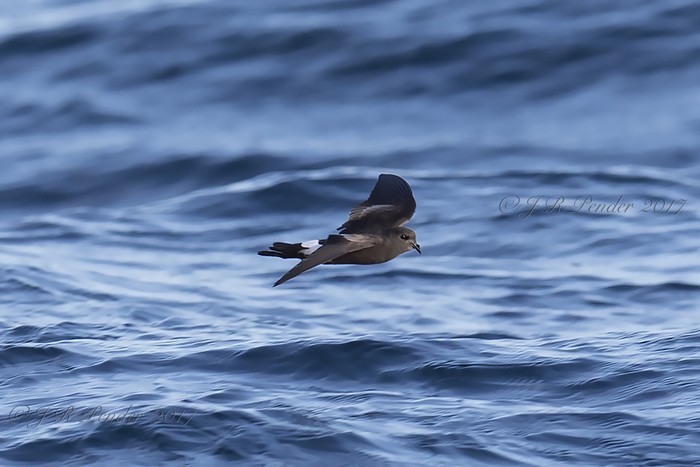 Wilson's Petrel