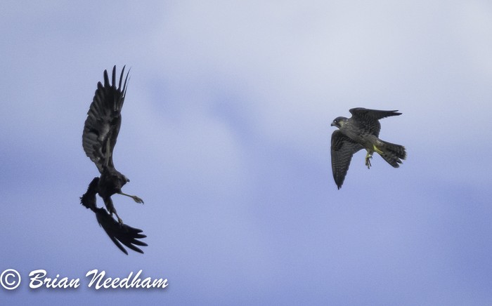 Marsh Harrier and Peregrine