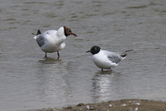 Bonaparte's Gull