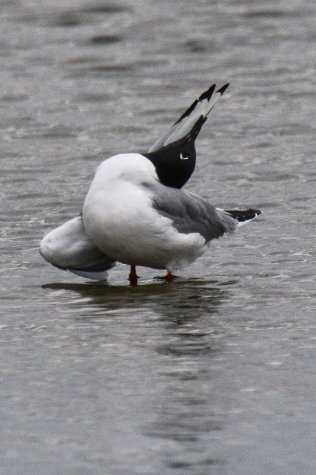 Bonaparte's Gull