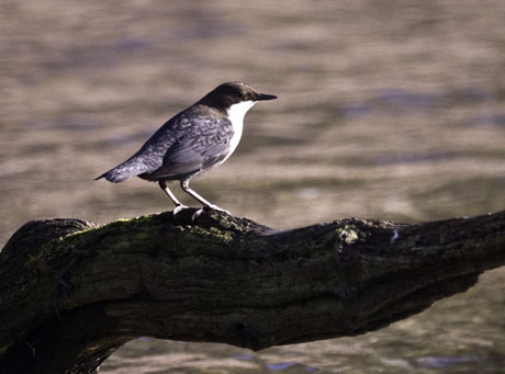 Black-bellied Dipper