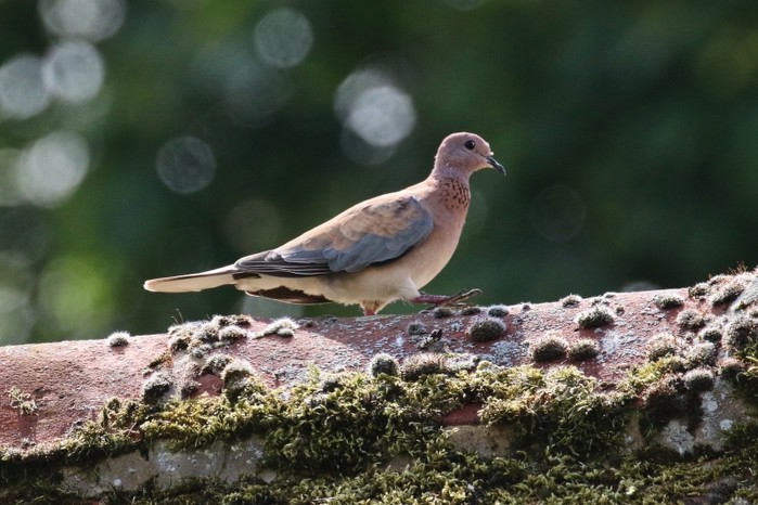 Laughing Dove