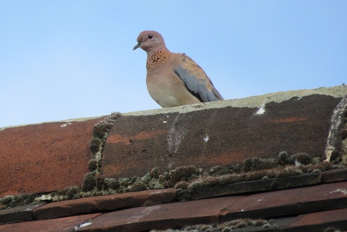 Laughing Dove