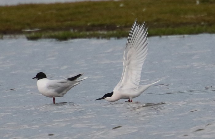 Roseate Tern