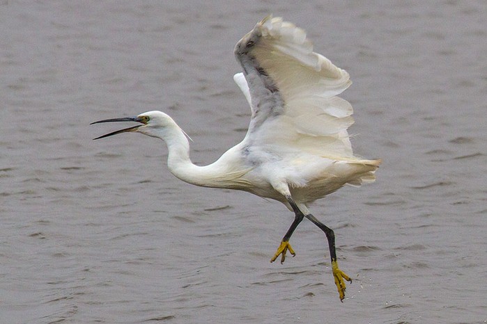 Little Egret