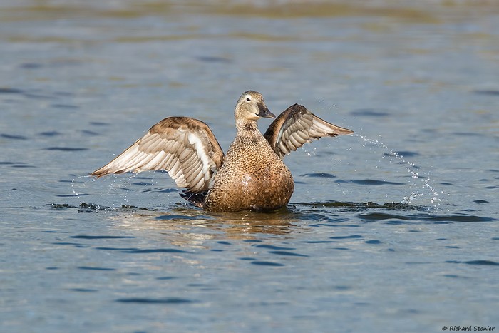 King Eider