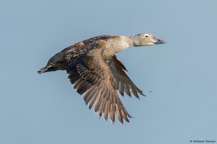 King Eider