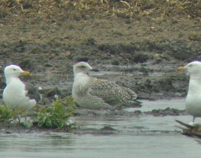 Yellow-legged Gull