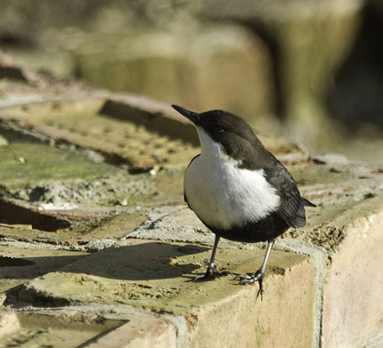 Black-bellied Dipper