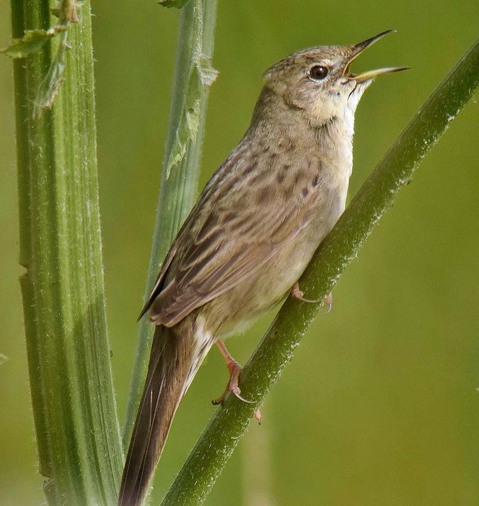 Grasshopper Warbler