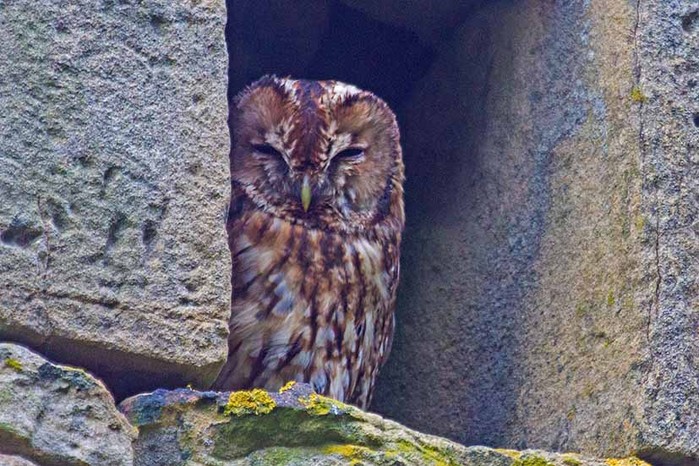 Tawny Owl