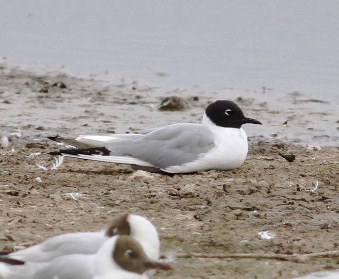 Bonaparte's Gull