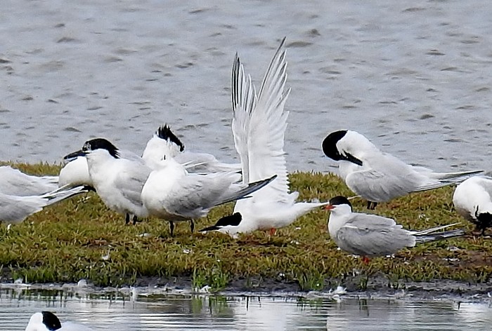 Roseate Tern