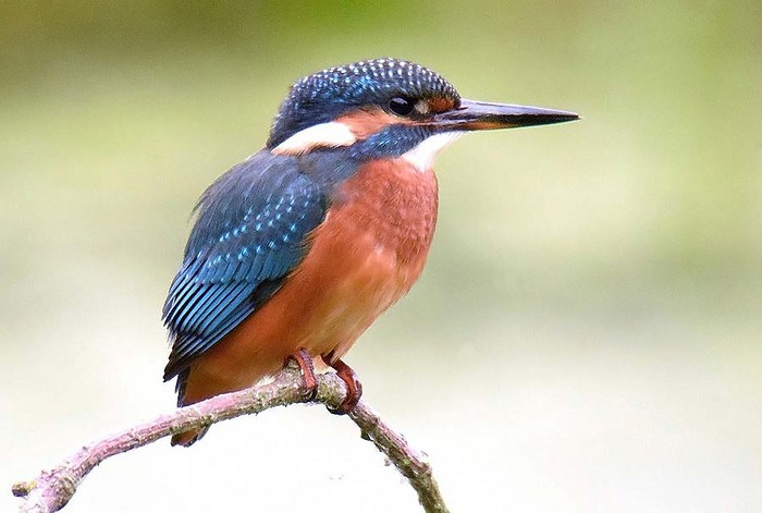 Kingfisher