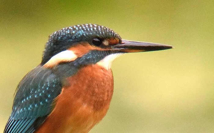 Kingfisher