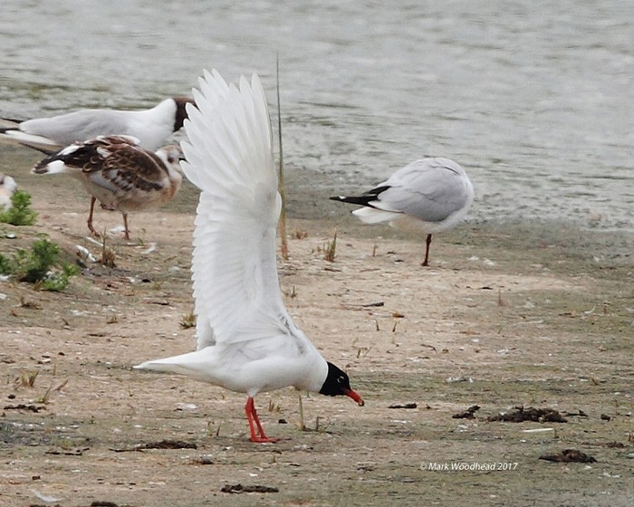Mediterranean Gull