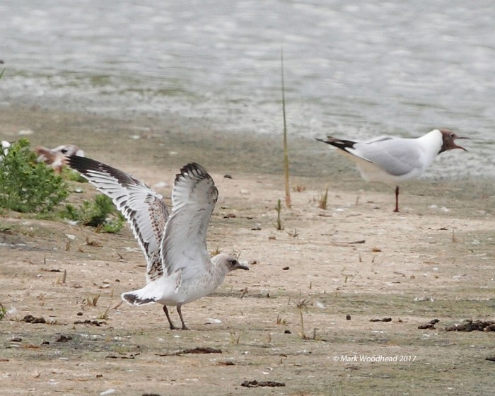 Mediterranean Gull
