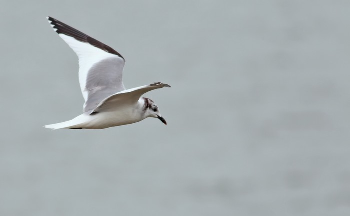 Sabine's Gull