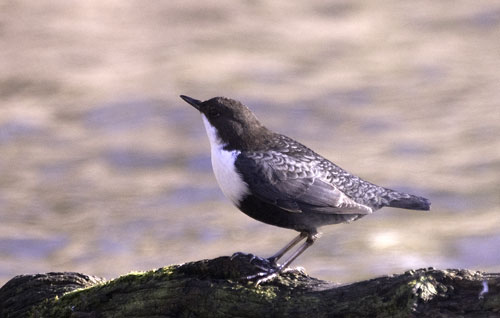 Black-bellied Dipper