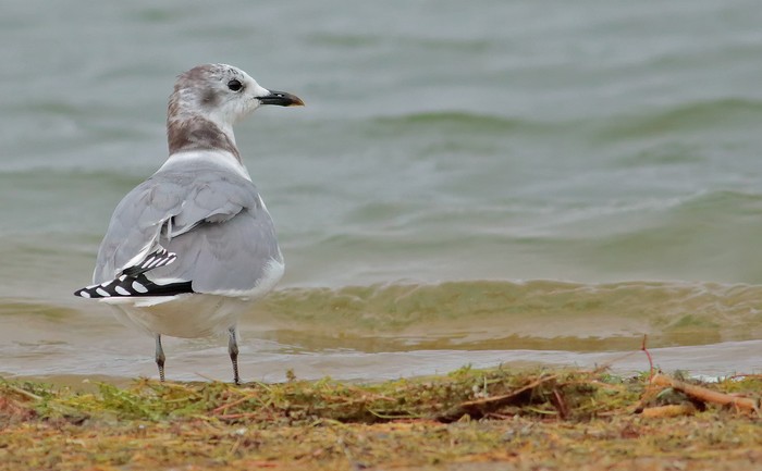 Sabine's Gull