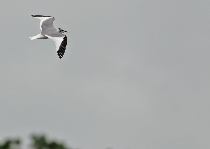 Sabine's Gull