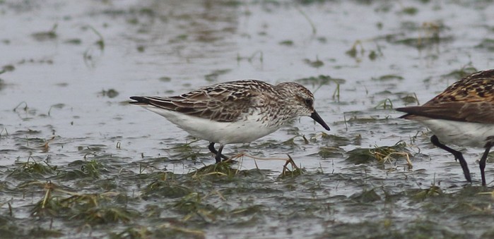 Semipalmated Sandpiper