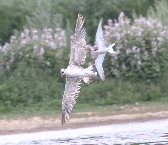 Caspian Gull