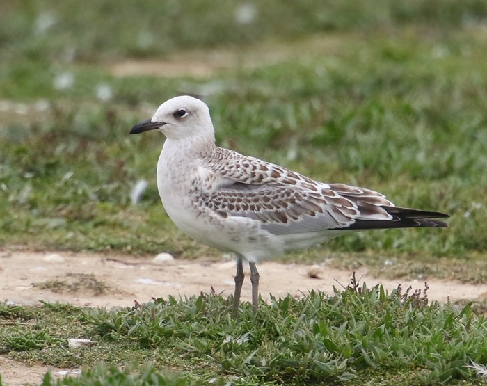 Mediterranean Gull